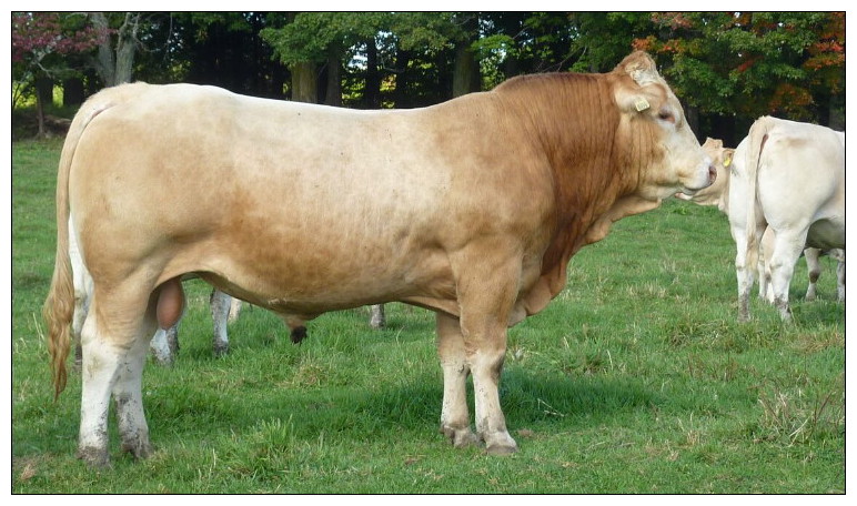 The Blonde breed is the most underestimated breed on the market today and is by far the best kept secret in the beef industry. Blondes celebrated their 35th Anniversary in Canada in 2006.
