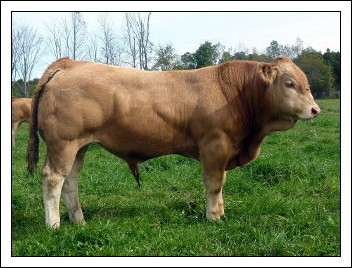 Blonde bulls create high gaining calves.